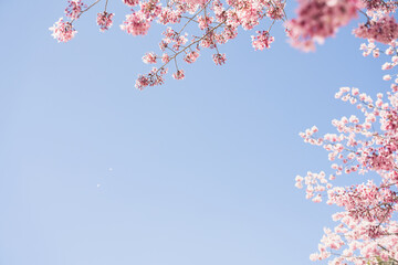 Pink cherry blossoms with blue sky in Cingjing Farm, Nantou county, Taiwan