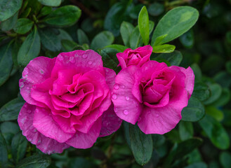 Camellia flowers. Evergreen plant of the tea family.