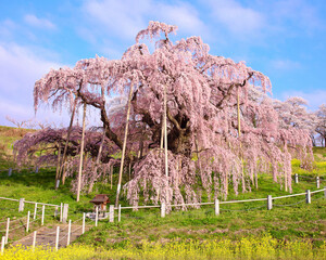 三春町　滝桜