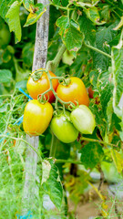 tomato plants with fruit that is starting to ripen, looks fresh, orange and green in color, some are ripe and orange in color