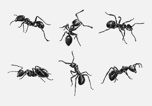 Set of hand drawn illustration of an ant.  sketch, realistic drawing, black and white. With different size, type, gesture, type. Vector illustration monochrome color.