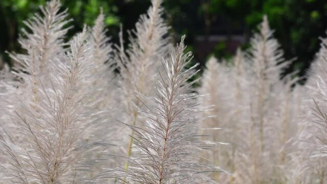 The flower of Sugarcane with a natural background