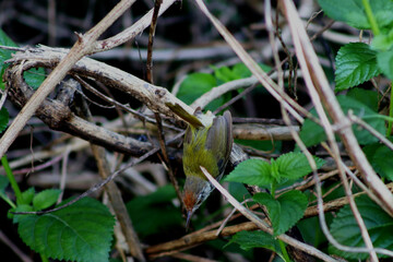 Green grey tailorbird looking down, dorsal parts visible, inside bush