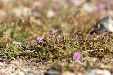 flowers in the grass