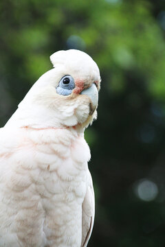 close up of a white parrot