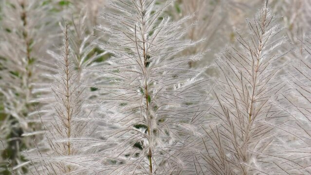 The flower of Sugarcane with a natural background