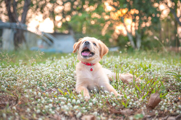 Young puppy golden retriever sit and play on the grass with sunlight and bokeh background