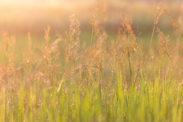 Fototapeta premium grass flowers glow in the sunlight