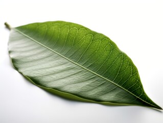 Obraz premium A close-up of a green leaf on a white background
