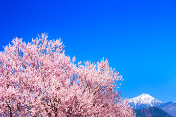 pink cherry blossom and blue sky