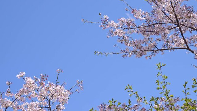風に舞う桜吹雪 （実写）Convert from 8K to 4K
------
Flowers and petals are real videos
A flurry of cherry blossoms blown in the wind is really romantic