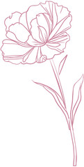 Carnation Flower Line lcon