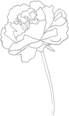 Carnation outline icon