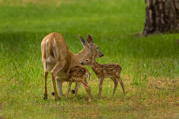 Whitetail Doe with fawns 
