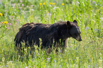 Black Bear in Yellowstone
