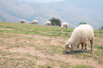 Fototapeta premium Happy sheep and eating in the morning at the Farm on beautiful day.