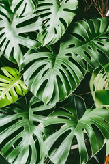 Green leaves of tropical plants bush (Monstera, palm, rubber plant, pine, bird’s nest fern) floral arrangement indoors garden nature backdrop isolated on white background generate ai
