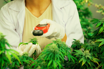 Scientist is measuring light by light meter on gratifying cannabis plants and buds in a medicinal...