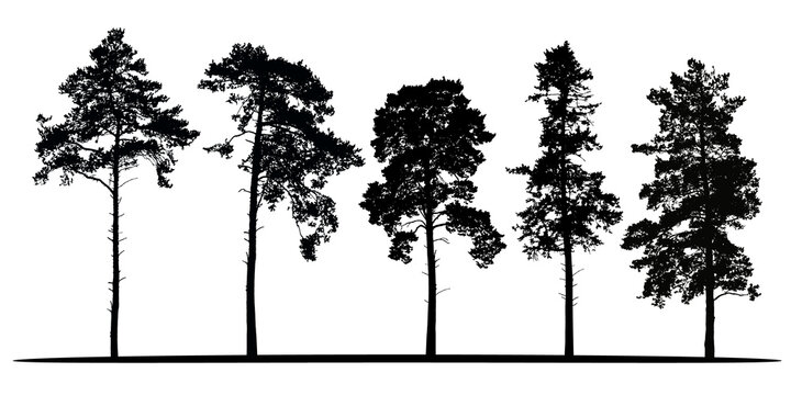Set of realistic vector silhouettes of coniferous trees - isolated on transparent background
