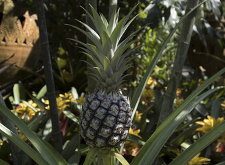 pineapple on the vine
