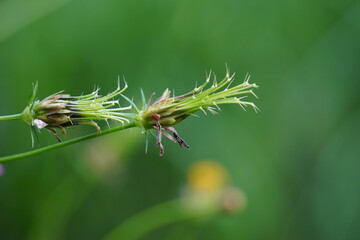 Beautiful Cosmos caudatus flower with a natural background. Indonesian call it kenikir and use it for salad