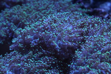 coral reef with drops