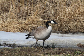 Canadian Goose On Beach