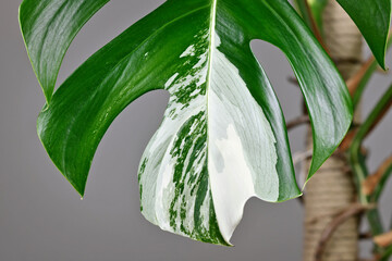 Close up of white patches on leaf of tropical 'Monstera Deliciosa Variegata' houseplant