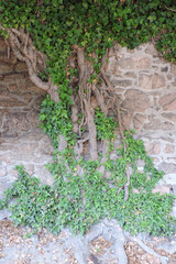An evergreen common ivy climbing up a stone wall, old woody crooked stems