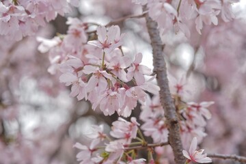 pink cherry blossom
