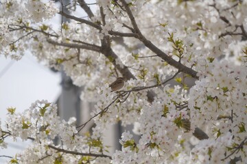 blooming tree