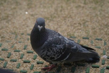 pigeon on the ground