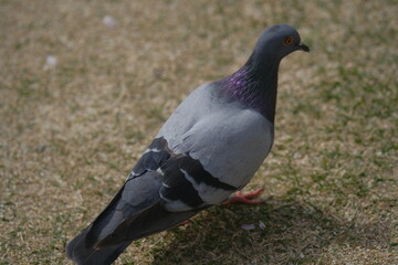pigeon on the grass
