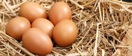 Fresh eggs are ready for breakfast in the farm.