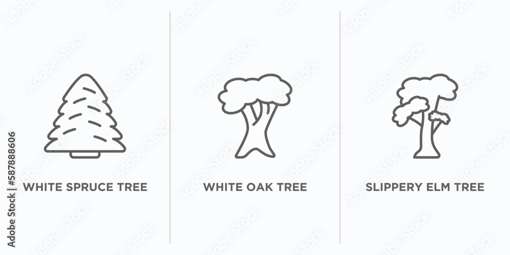 Poster nature outline icons set. thin line icons such as white spruce tree, white oak tree, slippery elm tr
