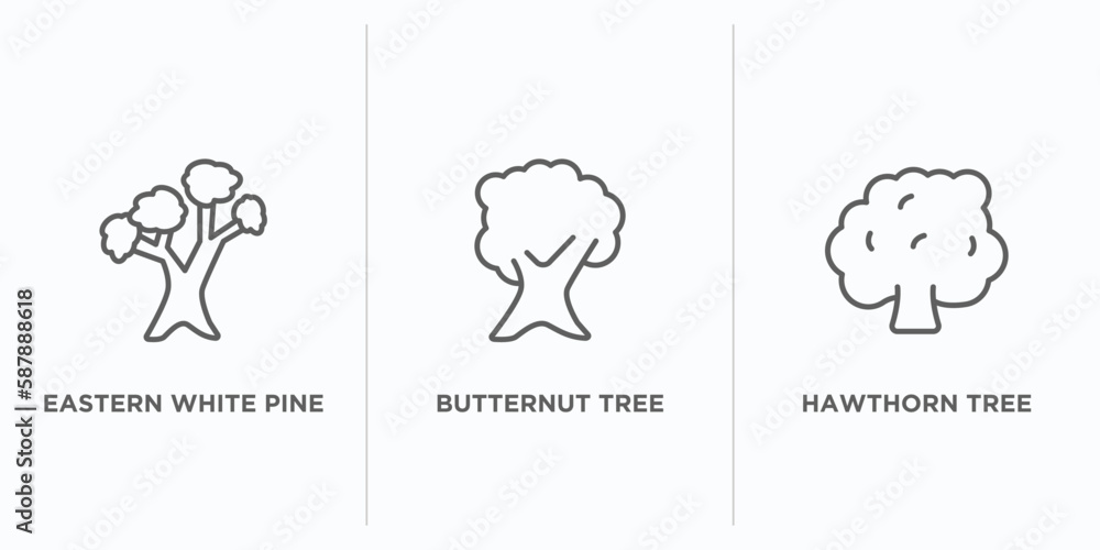 Poster nature outline icons set. thin line icons such as eastern white pine tree, butternut tree, hawthorn 