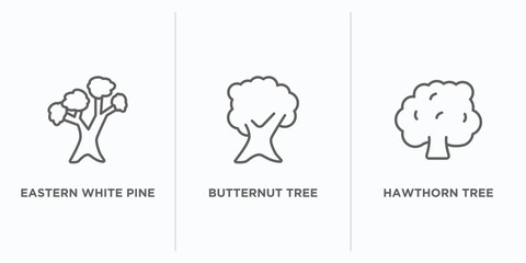 nature outline icons set. thin line icons such as eastern white pine tree, butternut tree, hawthorn tree vector. linear icon sheet can be used web and mobile