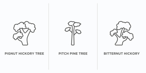 nature outline icons set. thin line icons such as pignut hickory tree, pitch pine tree, bitternut hickory tree vector. linear icon sheet can be used web and mobile