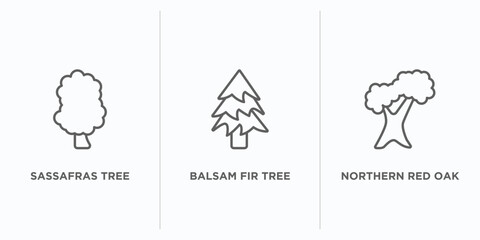 nature outline icons set. thin line icons such as sassafras tree, balsam fir tree, northern red oak tree vector. linear icon sheet can be used web and mobile - obrazy, fototapety, plakaty