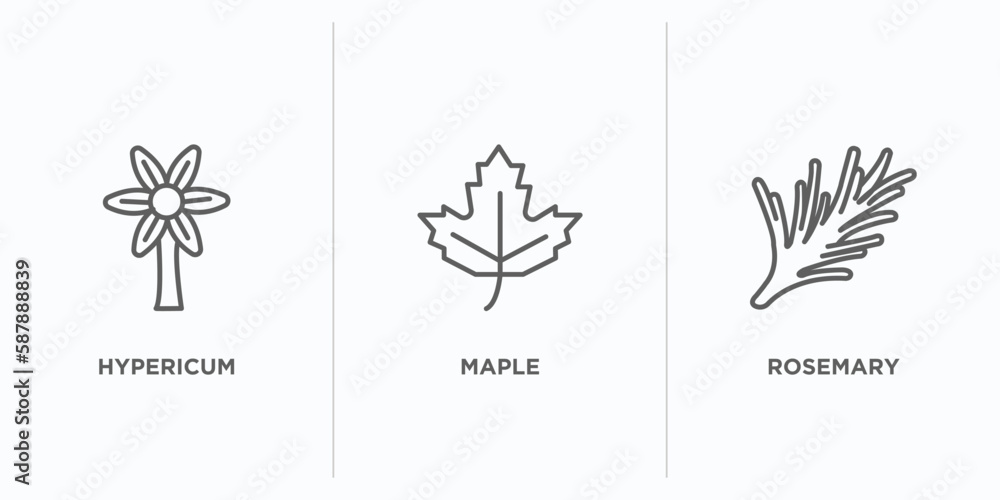 Poster nature outline icons set. thin line icons such as hypericum, maple, rosemary vector. linear icon she