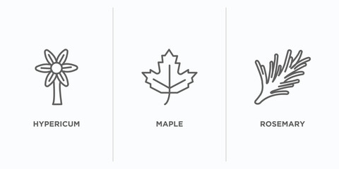 nature outline icons set. thin line icons such as hypericum, maple, rosemary vector. linear icon sheet can be used web and mobile