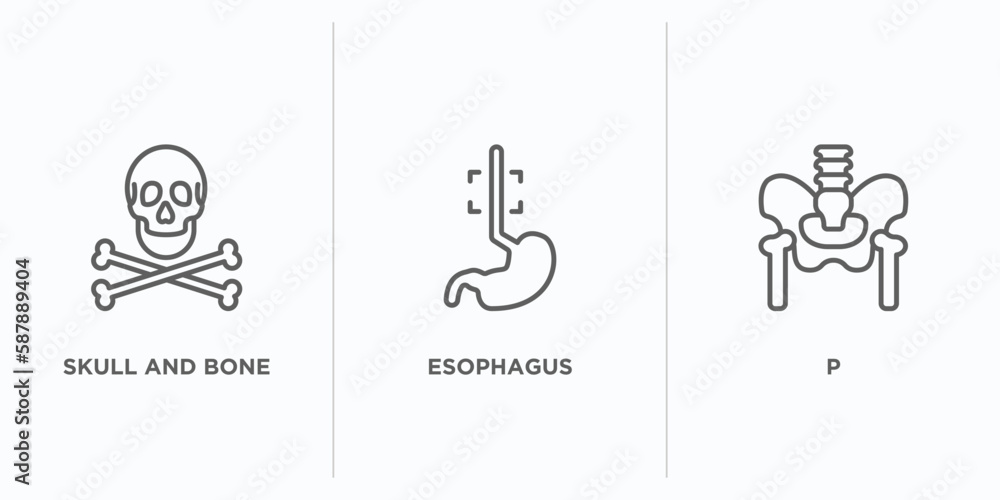 Poster medical outline icons set. thin line icons such as skull and bone, esophagus, p vector. linear icon 