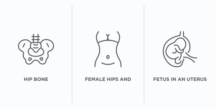 human body parts outline icons set. thin line icons such as hip bone, female hips and waist, fetus in an uterus vector. linear icon sheet can be used web and mobile