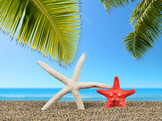 Fototapeta na wymiar Two starfish on the sand beach. 