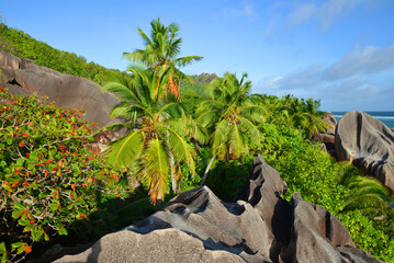 Coconut palm tree with big granite rocks in sunny day. La Digue Island, Seychelles.