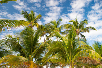 Fototapeta na wymiar green tropical palm in summer nature. tropical palm in summer vacation.