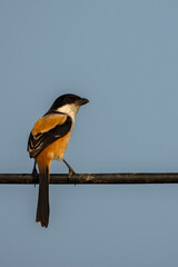 A beautiful Long Tailed Shrike bird sitting on wire.