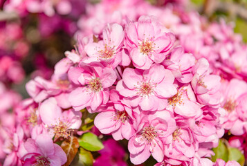 pink cherry tree flower on blooming spring. cherry blossoms