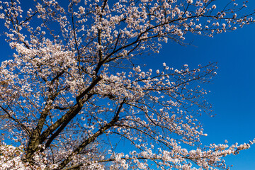 青空に咲く桜
