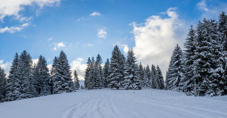 Fototapeta na wymiar A panoramic view of the covered frost trees in the snowdrifts. Cold winter morning. Lawn and forests. Snowy background. Nature scenery. Location place Zlatar, Serbia, Europe.